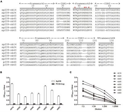 Identification of two novel neutralizing nanobodies against swine hepatitis E virus